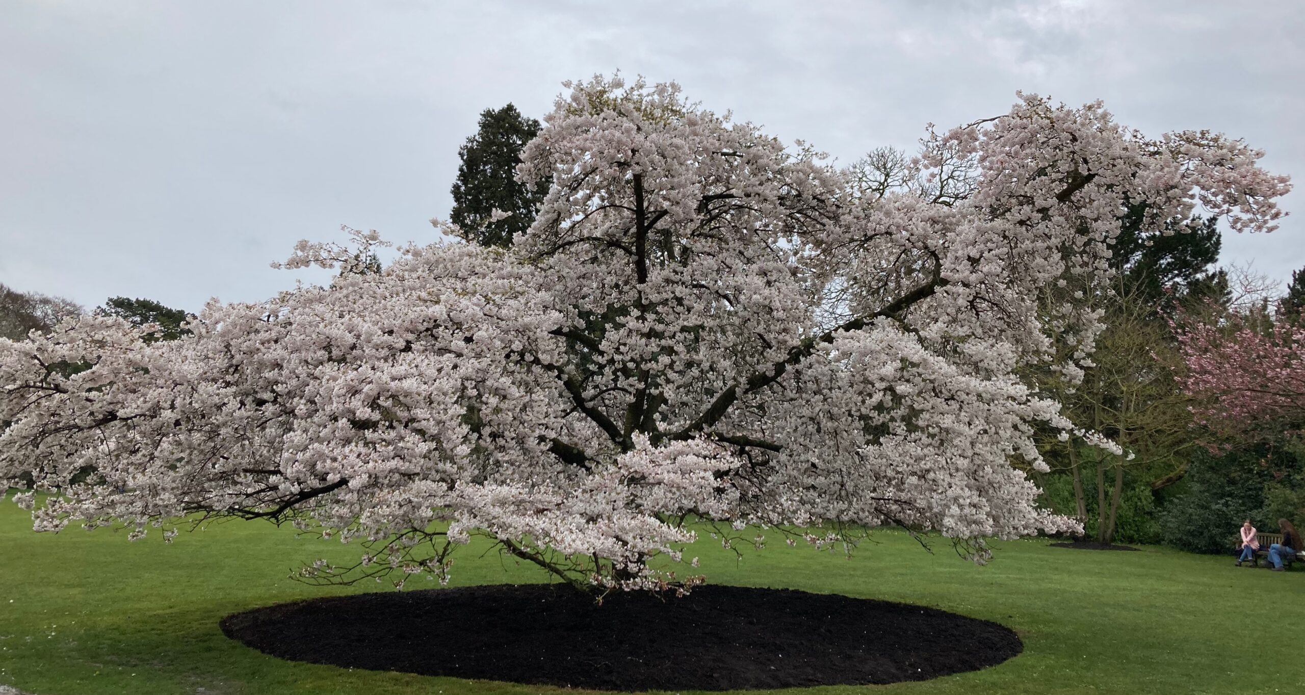 Early bloomers